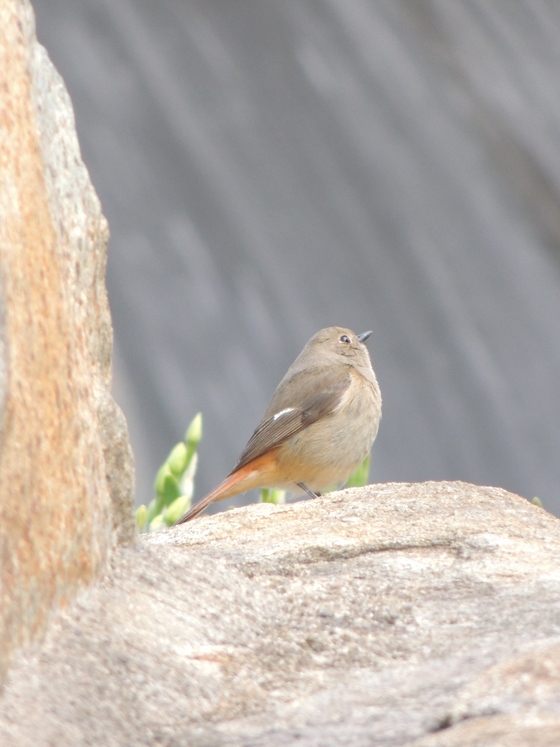 ついでにジョウビタキ♀